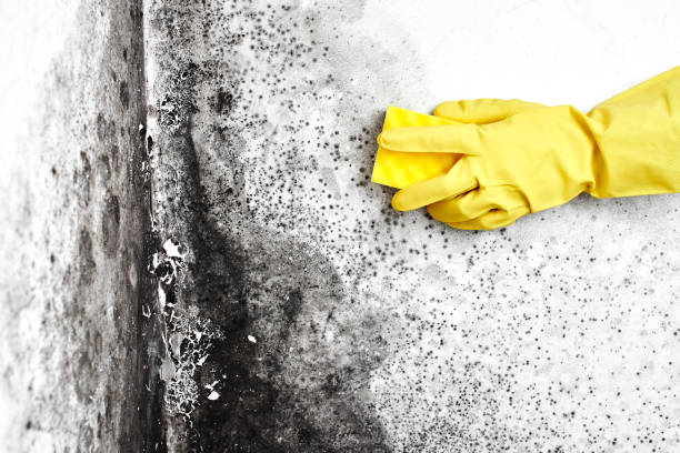 Water Damage Restoration in Bement, IL