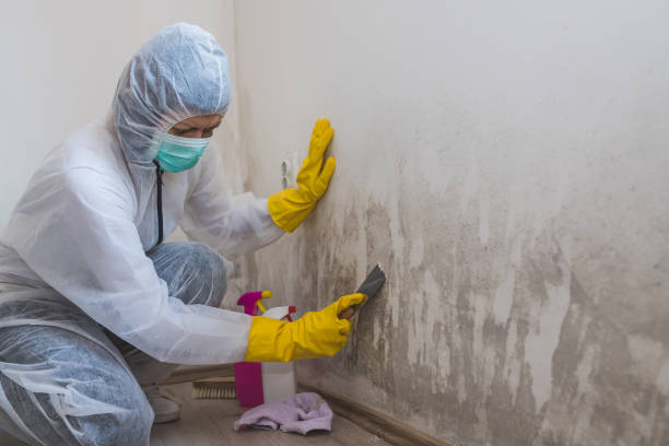 Best Crawl Space Mold Removal  in Bement, IL