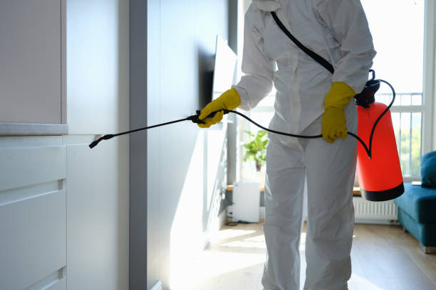 Best Office Mold Removal Services  in Bement, IL