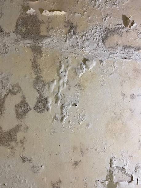 Bement, IL Mold Removal Company