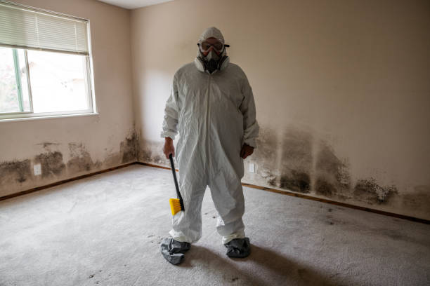 Best Mold Damage Repair  in Bement, IL