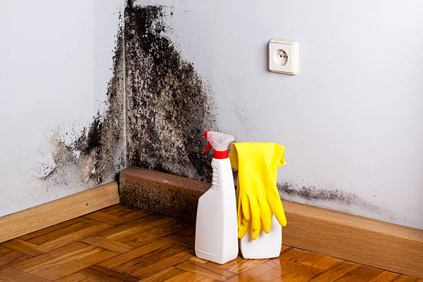 Best Toxic Mold Removal  in Bement, IL