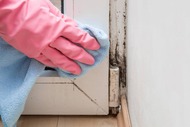 Best Certified Mold Removal  in Bement, IL