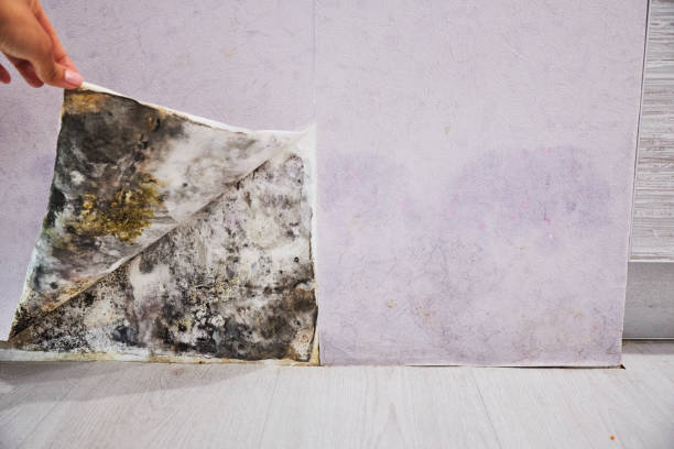 Best Professional Mold Removal  in Bement, IL
